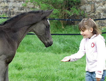 Trakehner Rapphengst von Shavalou u.d. Greta Garbo v. Alter Fritz - Foto: Beate Langels, Gestt Hmelschenburg