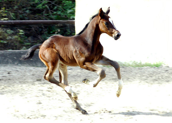 Trakehner Hengstfohlen von Exclusiv u.d. Vicenza v. Showmaster - Foto: Beate Langels, Trakehner Gestt Hmelschenburg