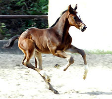 Our foals from the year 2010