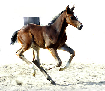Trakehner Hengstfohlen von Exclusiv u.d. Vicenza v. Showmaster - Foto: Beate Langels, Trakehner Gestt Hmelschenburg