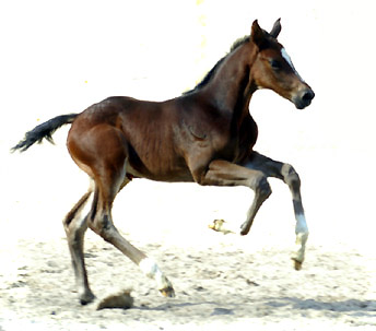 Trakehner Hengstfohlen von Exclusiv u.d. Vicenza v. Showmaster - Foto: Beate Langels, Trakehner Gestt Hmelschenburg