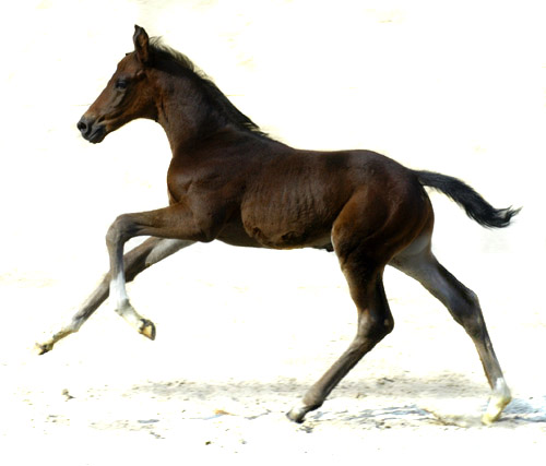Trakehner Hengstfohlen von Exclusiv u.d. Vicenza v. Showmaster - Foto: Beate Langels, Trakehner Gestt Hmelschenburg