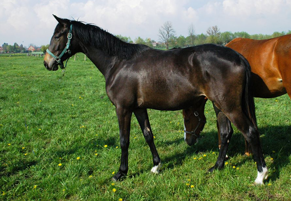 Trakehner Stute von Freudenfest u.d. Elitestute Gloriette v. Kostolany, Foto: Richard Langels, Trakehner Gestt Hmelschenburg