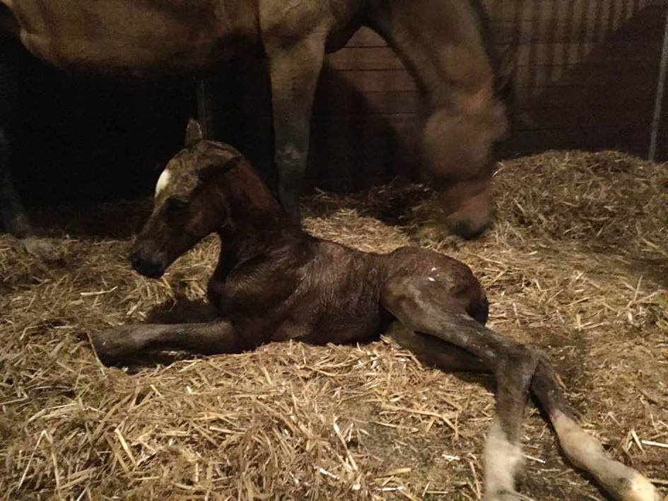 Trakehner Hengstfohlen von Saint Cyr - Friedensfrst, Foto: Luisa Klein