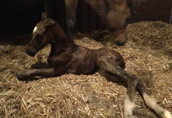 Trakehner Hengstfohlen von Saint Cyr u.d. x Friedensfrst - Foto: Luisa Klein