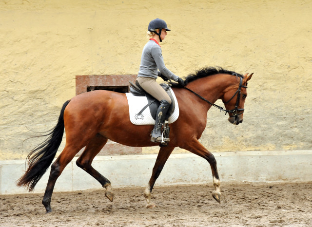 Schwalbenpoesie von Exclusiv- copyright Beate Langels, Trakehner 
Gestt Hmelschenburg