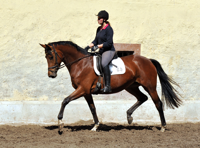 Trakehner Stute Giulietta von Saint Cyr u.d. Pr. u. St.Pr.St. Guendalina von Red Patrick xx