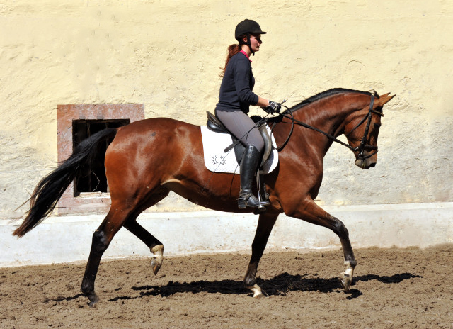 Trakehner Stute Giulietta von Saint Cyr u.d. Pr. u. St.Pr.St. Guendalina von Red Patrick xx