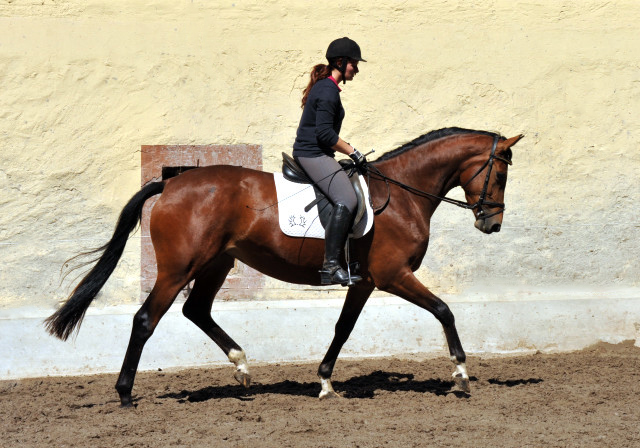 Trakehner Stute Giulietta von Saint Cyr u.d. Pr. u. St.Pr.St. Guendalina von Red Patrick xx