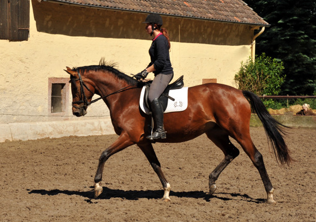 Trakehner Stute Giulietta von Saint Cyr u.d. Pr. u. St.Pr.St. Guendalina von Red Patrick xx