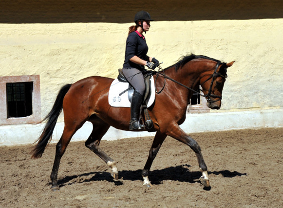 Trakehner Stute Giulietta von Saint Cyr u.d. Pr. u. St.Pr.St. Guendalina von Red Patrick xx