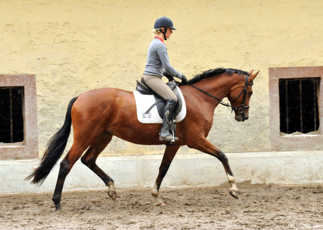 Schwalbenpoesie von Exclusiv- copyright Beate Langels, Trakehner 
Gestt Hmelschenburg