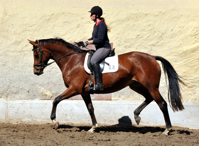 Trakehner Stute Giulietta von Saint Cyr u.d. Pr. u. St.Pr.St. Guendalina von Red Patrick xx