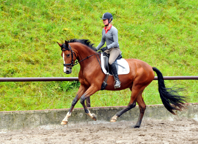 Schwalbenpoesie von Exclusiv- copyright Beate Langels, Trakehner 
Gestt Hmelschenburg