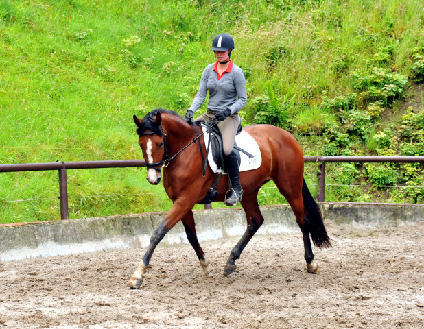 Schwalbenpoesie von Exclusiv- copyright Beate Langels, Trakehner 
Gestt Hmelschenburg