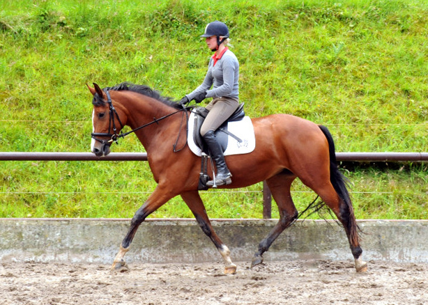 Schwalbenpoesie von Exclusiv- copyright Beate Langels, Trakehner 
Gestt Hmelschenburg