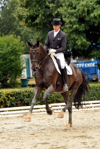 Seal - Trakehner von Gribaldi u.d. Pr.St. Schwalbenspiel v. Exclusiv, Trakehner Gestt Hmelschenburg