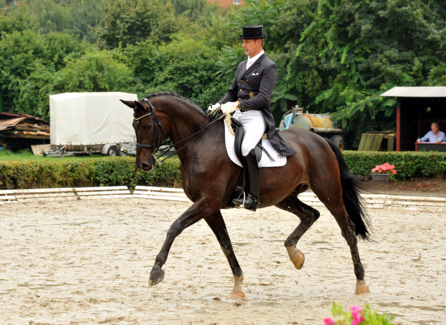 Seal - Trakehner von Gribaldi u.d. Pr.St. Schwalbenspiel v. Exclusiv, Trakehner Gestt Hmelschenburg