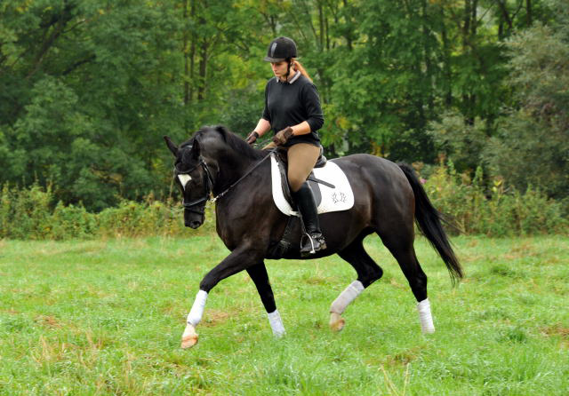 Schwalbensiegel von Kostolany u.d. Pr.,StPr. u. Elitestute Schwalbenspiel v. Exclusiv - Foto: Beate Langels - Zchter: 
Trakehner Gestt Hmelschenburg