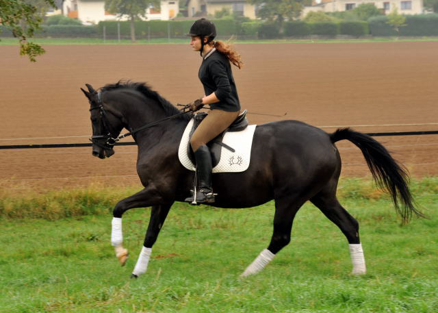 Schwalbensiegel von Kostolany u.d. Pr.,StPr. u. Elitestute Schwalbenspiel v. Exclusiv - Foto: Beate Langels - Zchter: 
Trakehner Gestt Hmelschenburg