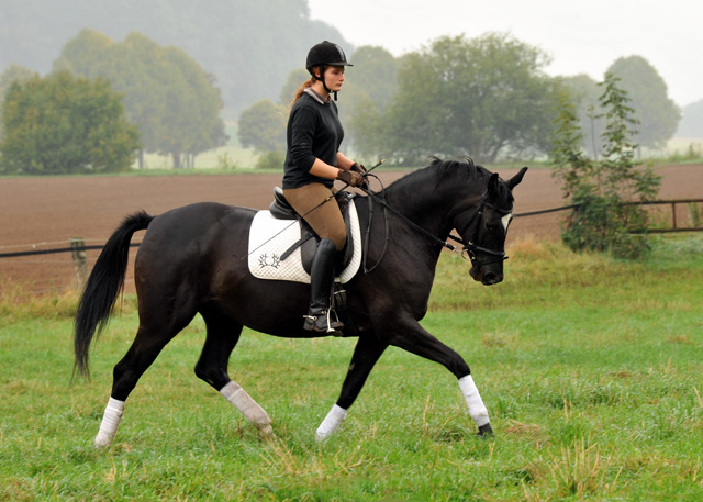 Schwalbensiegel von Kostolany u.d. Pr.,StPr. u. Elitestute Schwalbenspiel v. Exclusiv - Foto: Beate Langels - Zchter: 
Trakehner Gestt Hmelschenburg