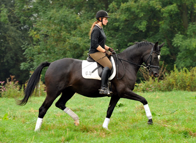 Schwalbensiegel von Kostolany u.d. Pr.,StPr. u. Elitestute Schwalbenspiel v. Exclusiv - Foto: Beate Langels - Zchter: 
Trakehner Gestt Hmelschenburg