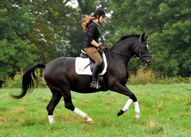 Schwalbensiegel von Kostolany u.d. Pr.,StPr. u. Elitestute Schwalbenspiel v. Exclusiv - Foto: Beate Langels - Zchter: 
Trakehner Gestt Hmelschenburg