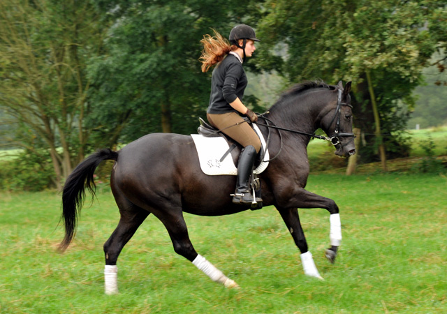 Schwalbensiegel von Kostolany u.d. Pr.,StPr. u. Elitestute Schwalbenspiel v. Exclusiv - Foto: Beate Langels - Zchter: 
Trakehner Gestt Hmelschenburg