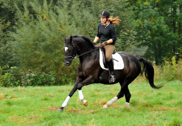 Schwalbensiegel von Kostolany u.d. Pr.,StPr. u. Elitestute Schwalbenspiel v. Exclusiv - Foto: Beate Langels - Zchter: 
Trakehner Gestt Hmelschenburg