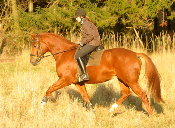 Rivergold von Freudenfest geritten von unserer Auszubildenden Jessica - Foto: Beate Langels - Trakehner Gestt Hmelschenburg