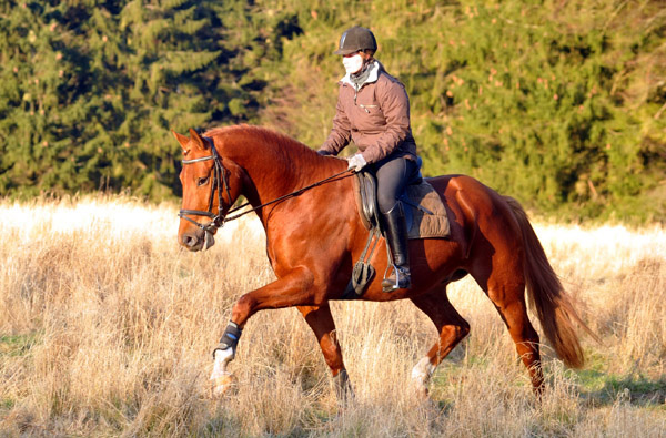 Rivergold von Freudenfest geritten von unserer Auszubildenden Jessica - Foto: Beate Langels - Trakehner Gestt Hmelschenburg