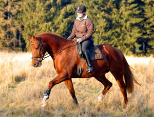 Rivergold von Freudenfest geritten von unserer Auszubildenden Jessica - Foto: Beate Langels - Trakehner Gestt Hmelschenburg