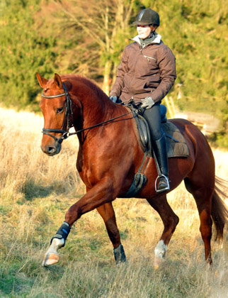 Rivergold von Freudenfest geritten von unserer Auszubildenden Jessica - Foto: Beate Langels - Trakehner Gestt Hmelschenburg