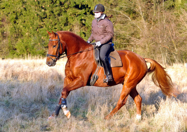 Rivergold von Freudenfest geritten von unserer Auszubildenden Jessica - Foto: Beate Langels - Trakehner Gestt Hmelschenburg