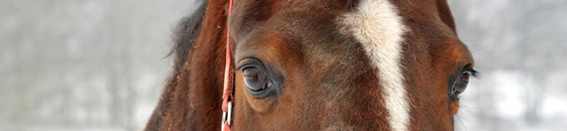 Hmelschenburg am 26. Januar 2014 - Beate Langels