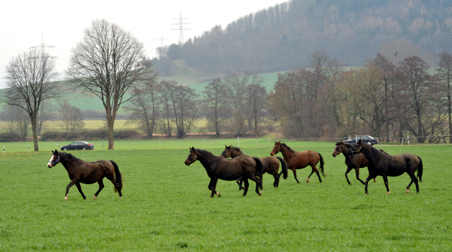 Heute durften unsere Stuten endlich wieder auf die Feldweide - 26. Januar 2016  im
Trakehner Gestt Hmelschenburg