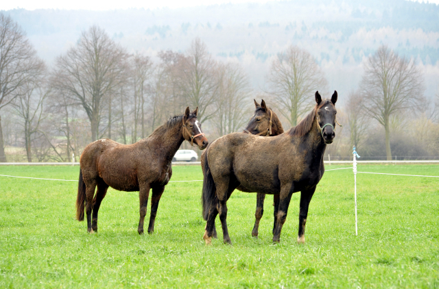 Heute durften unsere Stuten endlich wieder auf die Feldweide - 26. Januar 2016  im
Trakehner Gestt Hmelschenburg