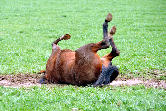 Heute durften unsere Stuten endlich wieder auf die Feldweide - 26. Januar 2016  im
Trakehner Gestt Hmelschenburg