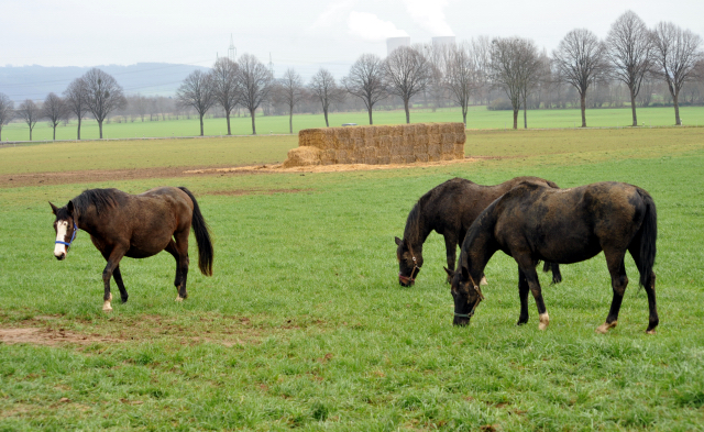 Heute durften unsere Stuten endlich wieder auf die Feldweide - 26. Januar 2016  im
Trakehner Gestt Hmelschenburg