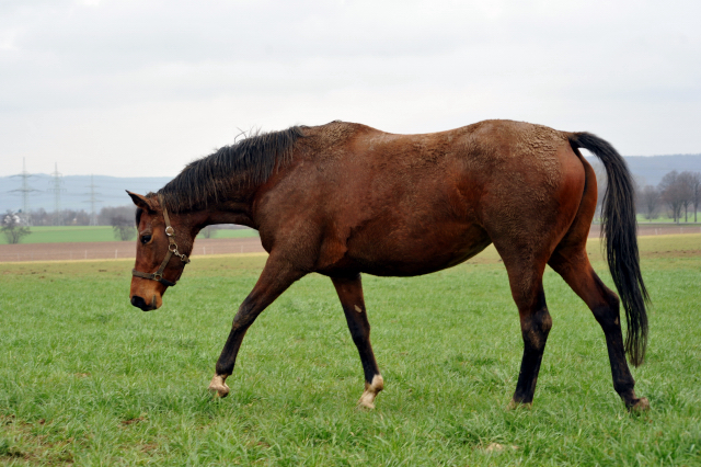 Heute durften unsere Stuten endlich wieder auf die Feldweide - 26. Januar 2016  im
Trakehner Gestt Hmelschenburg