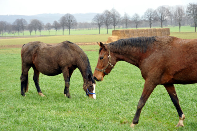 Heute durften unsere Stuten endlich wieder auf die Feldweide - 26. Januar 2016  im
Trakehner Gestt Hmelschenburg