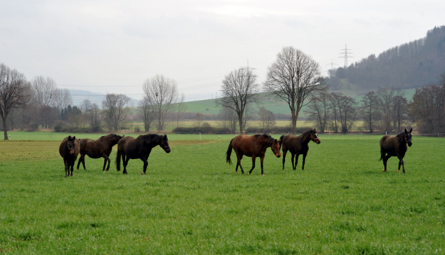 Heute durften unsere Stuten endlich wieder auf die Feldweide - 26. Januar 2016  im
Trakehner Gestt Hmelschenburg