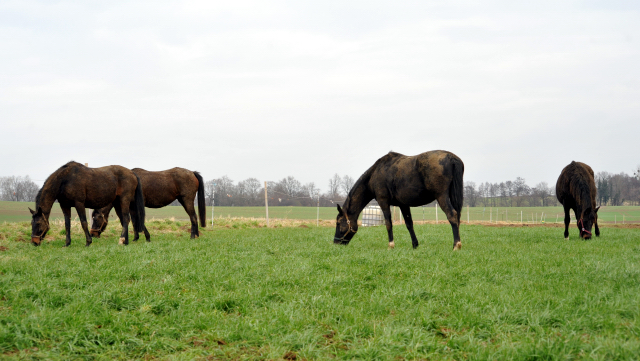 Heute durften unsere Stuten endlich wieder auf die Feldweide - 26. Januar 2016  im
Trakehner Gestt Hmelschenburg