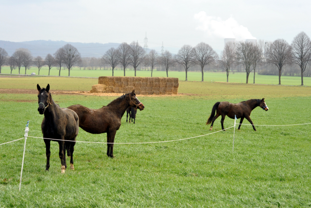 Heute durften unsere Stuten endlich wieder auf die Feldweide - 26. Januar 2016  im
Trakehner Gestt Hmelschenburg