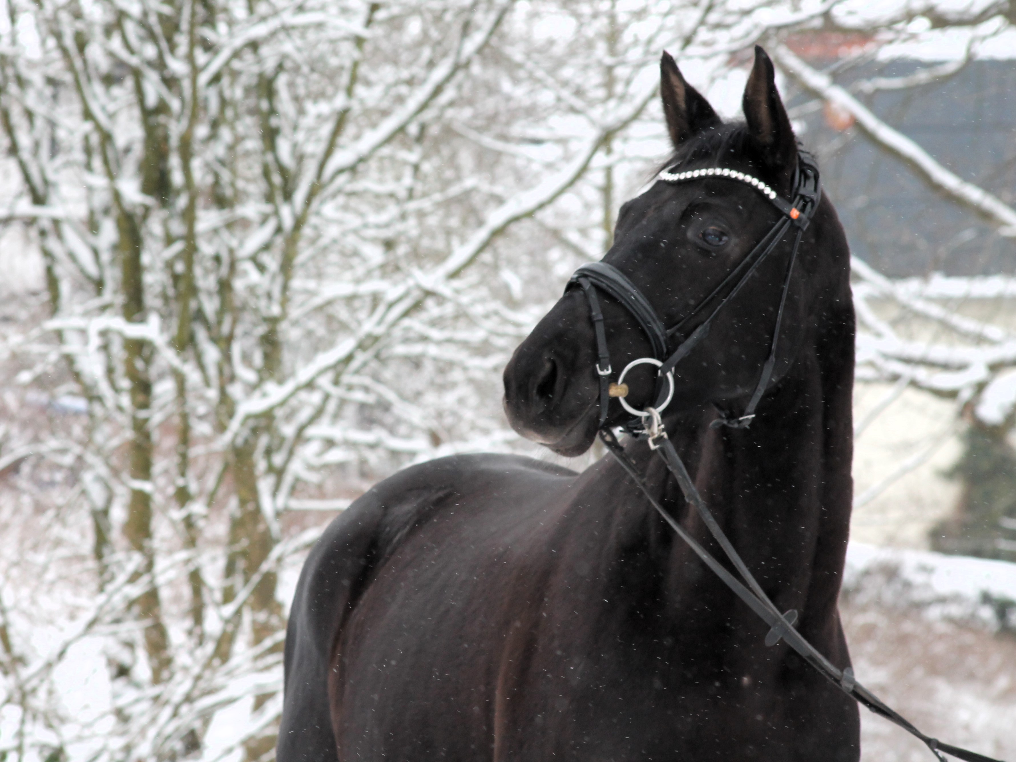 Schwalbe's Magic v. F�rst Magic x Totilas - Trakehner Gest�t H�melschenburg Beate Langels - Foto Johanna Krau