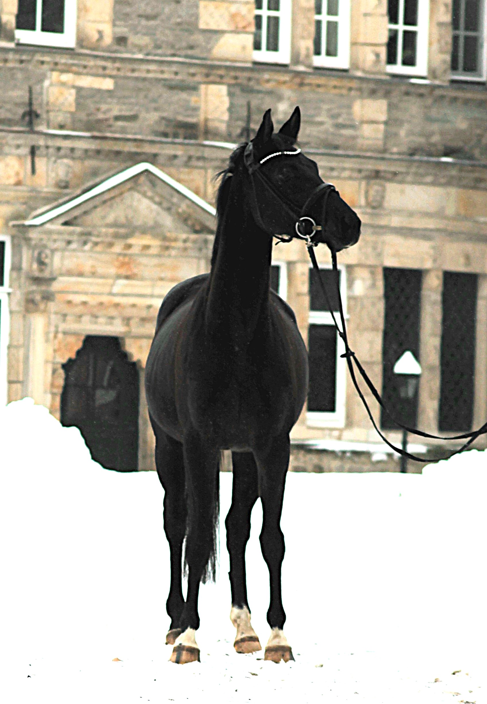 Schwalbe's Magic v. F�rst Magic x Totilas - Trakehner Gest�t H�melschenburg Beate Langels - Foto Johanna Kraus