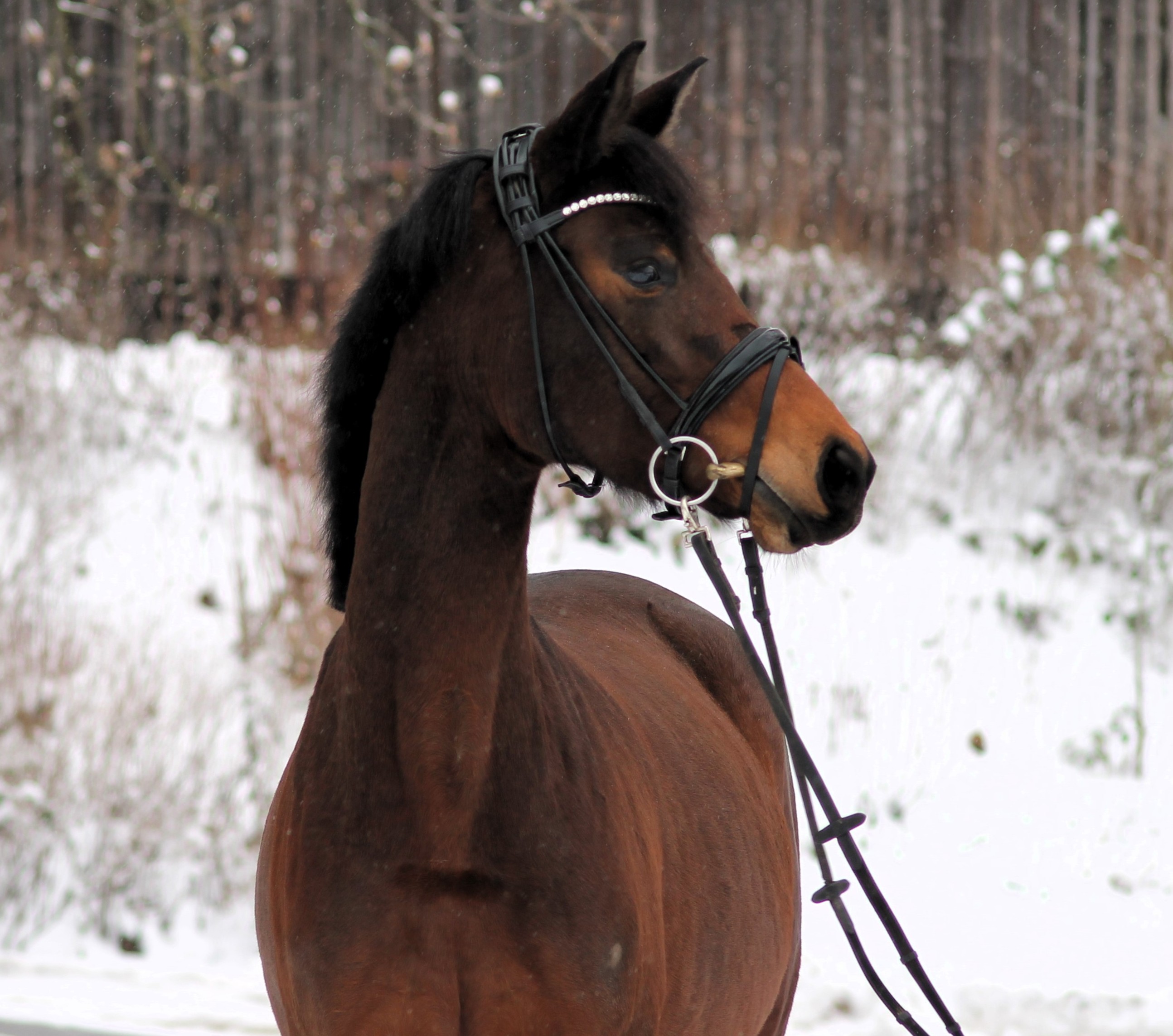 Schwalbe's Pimavera - Stute von Schäplitzer u.d. Pr.St. Schwalbe's Beauty v. High Motion - Foto Langels