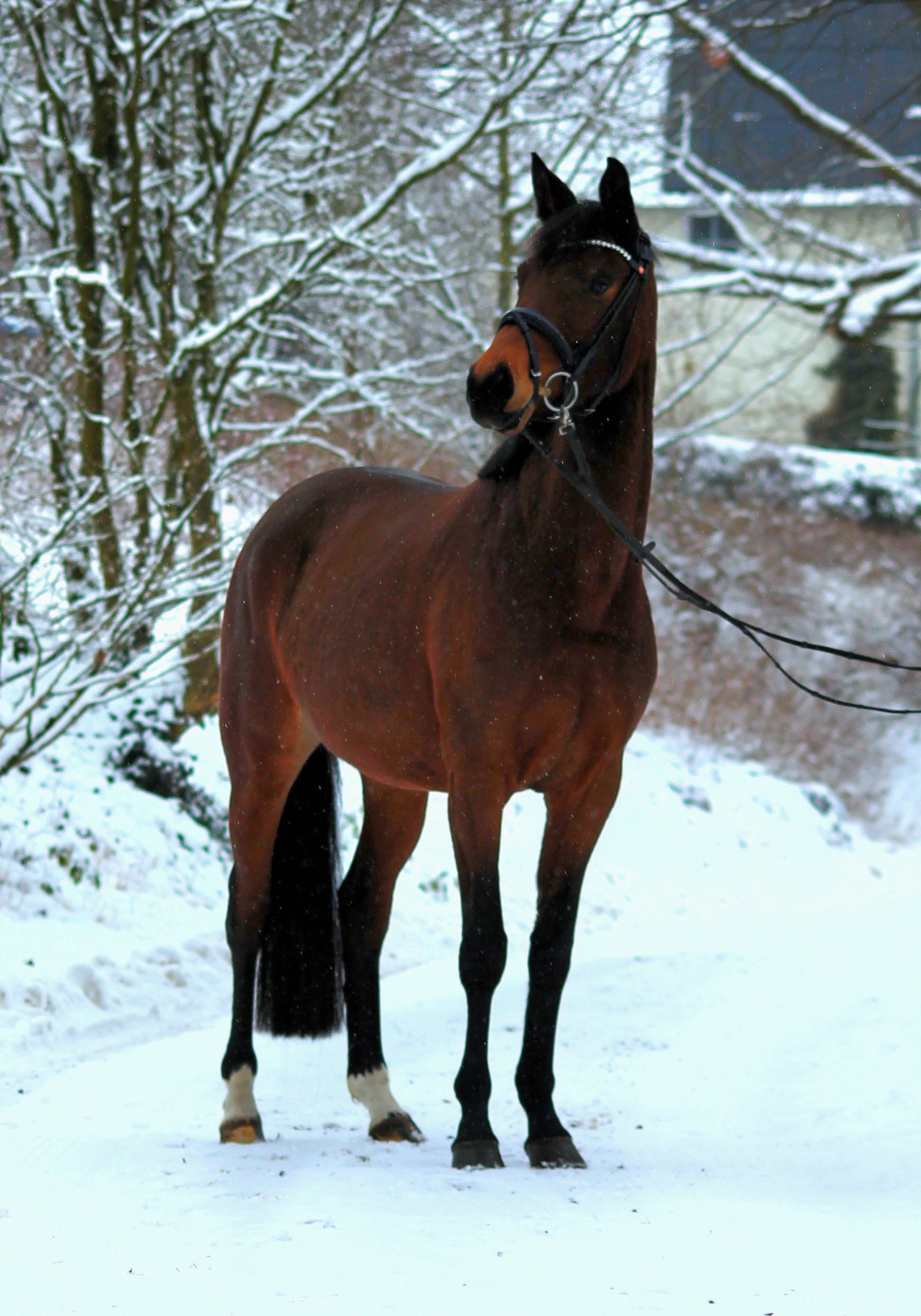 Schwalbe's Primavera v. Sch�plitzer x High Motion - Trakehner Gest�t H�melschenburg Beate Langels - Foto Johanna Kraus