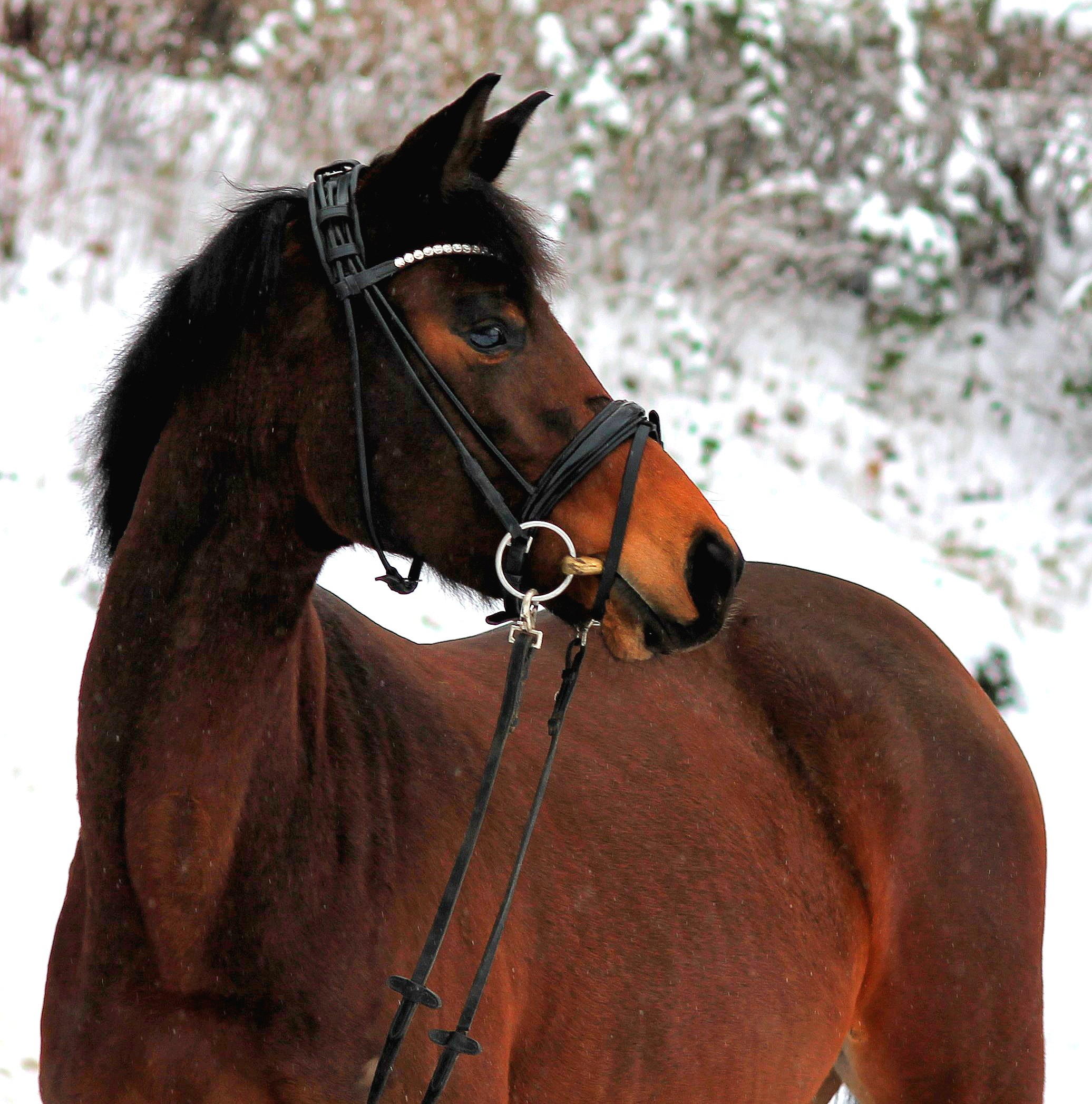 Schwalbe's Primavera v. Sch�plitzer x High Motion - Trakehner Gest�t H�melschenburg Beate Langels - Foto Johanna Kraus