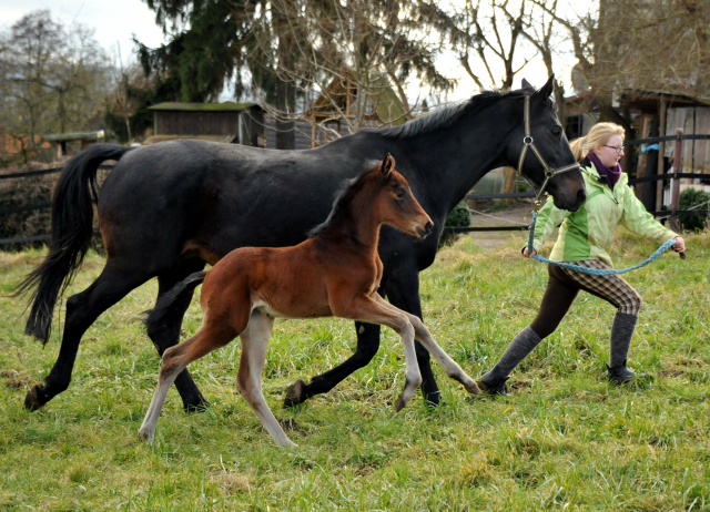 Stutfohlen von Oliver Twist u.d. Elitestute Vicenza v. Showmaster - Foto: Beate Langels - Trakehner Gestt Hmelschenburg
